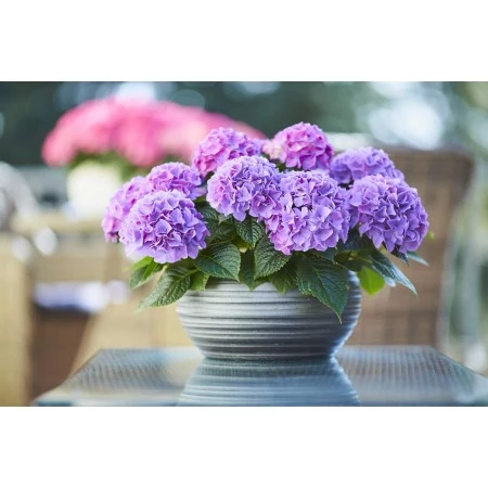 Hortensja ogrodowa Tabletensia® Purple