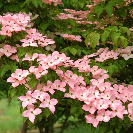 Dereń Kousa Dwarf Pink Cornus Kousa Dwarf Pink | laboratoriomaradona.com.ar