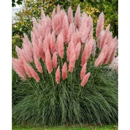 Trawa pampasowa 'Pink feather'