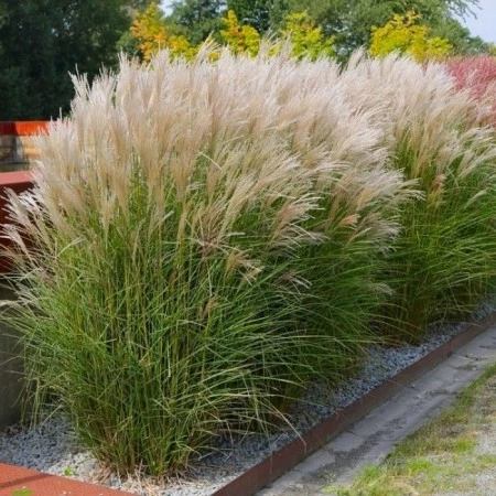 Miskant chiński 'Kleine Silberspinne'