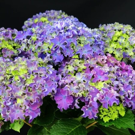 Hortensja ogrodowa 'Curly Sparkle Purple'