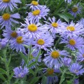 Aster