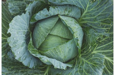 7 naturalnych sposobów na pielęgnację i ochronę warzyw