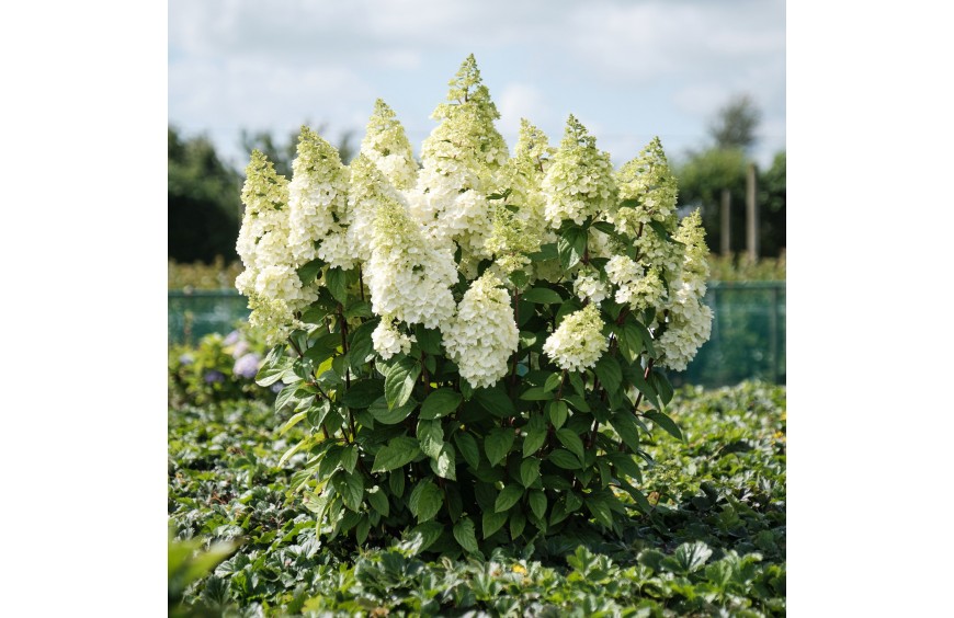 Hortensja bukietowa - odmiany, stanowisko, sadzenie, cięcie, uprawa